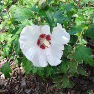 hibiskus_2013